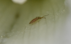 Entomobrya intermedia