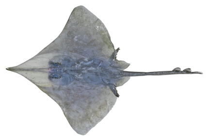 Queensland Deepwater Skate