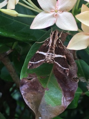 Macroglossum dohertyi