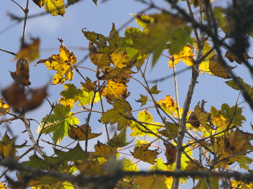 Image of Acer caudatum by (c) Sagnik Dutta Roy, some rights reserved (CC BY)