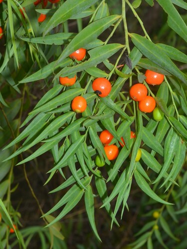 Olax pendula observed 2024-10-27