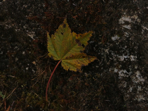 Image of Acer caudatum by (c) Sagnik Dutta Roy, some rights reserved (CC BY)