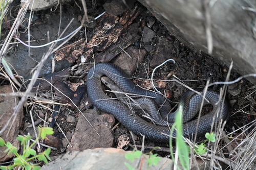 Eastern Brown Snake sighting