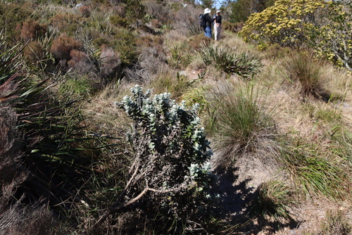 Image of Helichrysum fruticans by (c) Tony Rebelo, some rights reserved (CC BY-SA)
