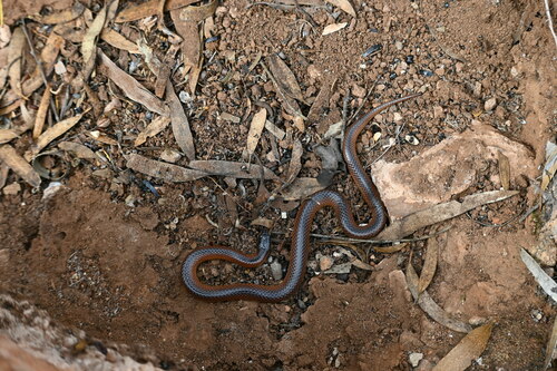 Black-naped Hooded Snake sighting