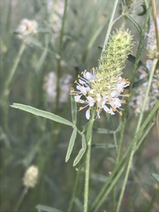 Dalea candida