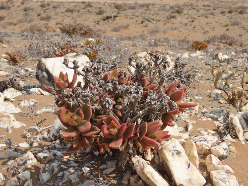 Mesembryanthemum pellitum