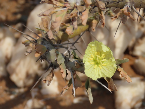 Image of Richtersveld Bushcandle (Monsonia flavescens) by no rights reserved