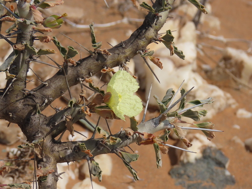 Image of Richtersveld Bushcandle (Monsonia flavescens) by no rights reserved