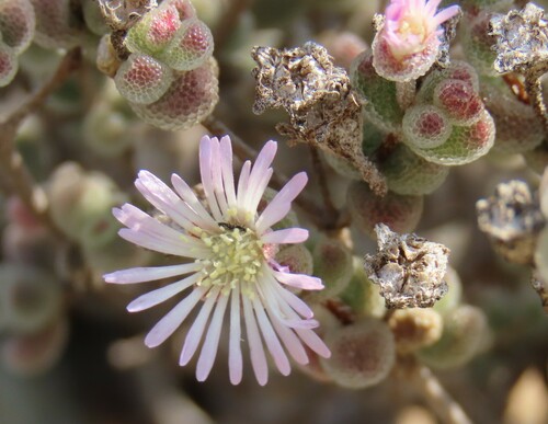 Namib Dewfig (Drosanthemum luederitzii)