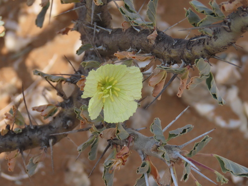 Image of Monsonia flavescens by no rights reserved