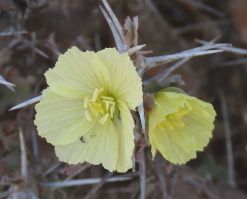 Richtersveld Bushcandle (Monsonia flavescens)