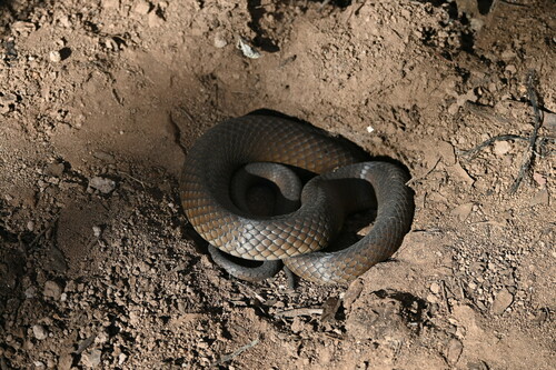 Eastern Brown Snake sighting