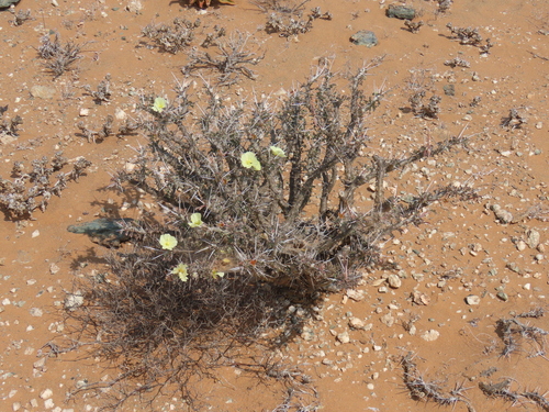Monsonia flavescens