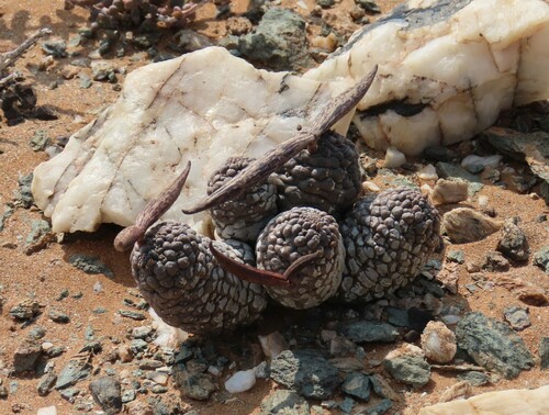 Image of Larryleachia marlothii by no rights reserved