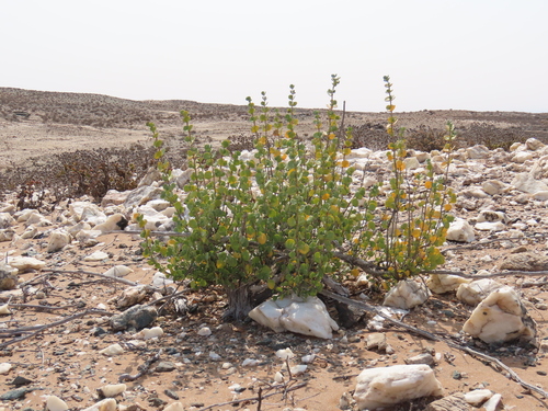 Image of Tetraena prismatocarpa by no rights reserved