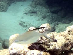 Trachinotus goodei