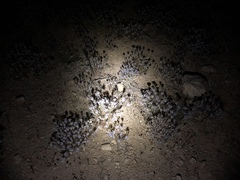 Eriastrum densifolium