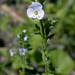 Bright Blue Speedwell - Photo (c) 2010 Keir Morse, some rights reserved (CC BY-NC-SA)