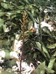 Corallorhiza maculata