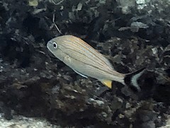 Haemulon carbonarium