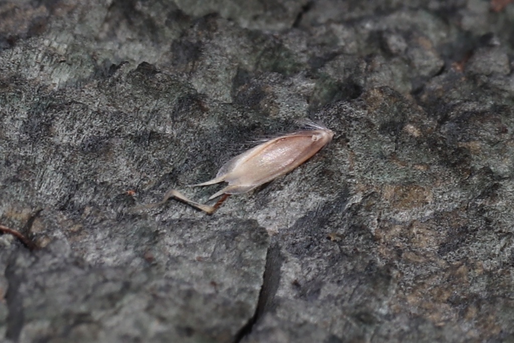 Vasey's Oatgrass from Paynton No. 470, SK, CA on October 12, 2024 at 02 ...