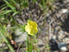 Crocanthemum canadense