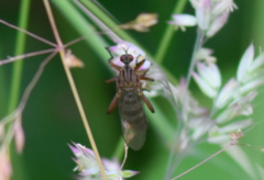 Empis livida