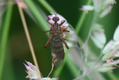Empis livida