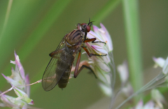 Empis livida