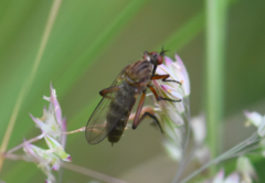Empis livida