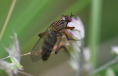 Empis livida