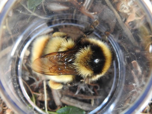 Polar Bumble Bee
