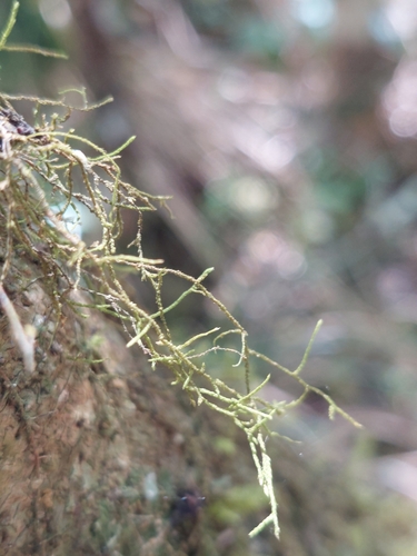 Papillaria africana, 2024-10-31