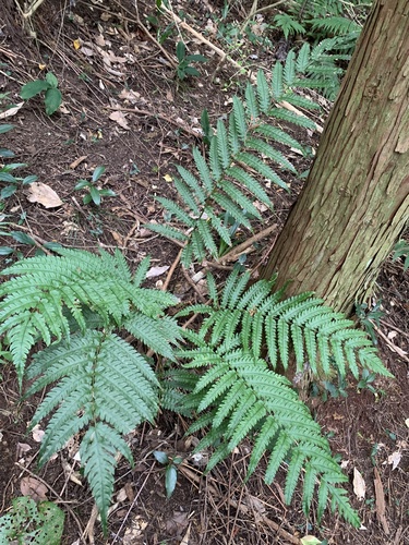 Woodwardia japonica, photograph 5