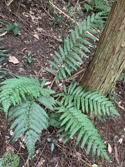 Woodwardia japonica, photograph (c) Daniel J. Layton, some rights reserved (CC BY)