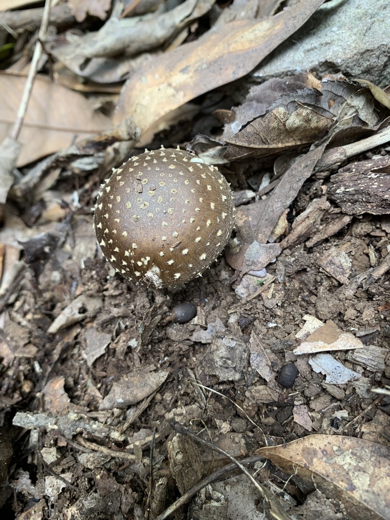 Amanita sychnopyramis · October 2024 · photo: © doju (iNaturalist, cc-by)
