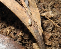 Gastrocopta jinjiroi