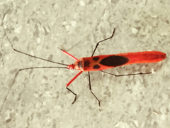 Macrocheraia grandis