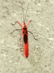 Macrocheraia grandis