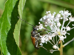 Brachyleptura