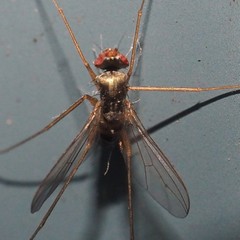 Dactylomyia lateralis