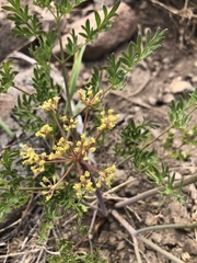 Lomatium dissectum
