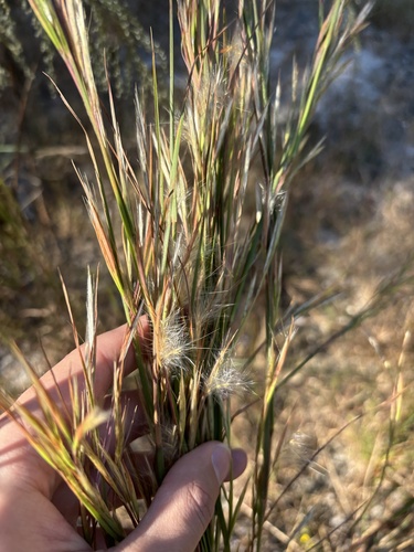 Image of Savanna Bluestem by (c) Kristály Cravens-Liszak, some rights reserved (CC BY)