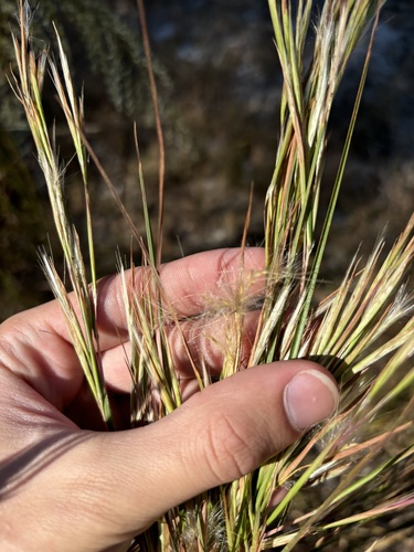 Image of Savanna Bluestem by (c) Kristály Cravens-Liszak, some rights reserved (CC BY)