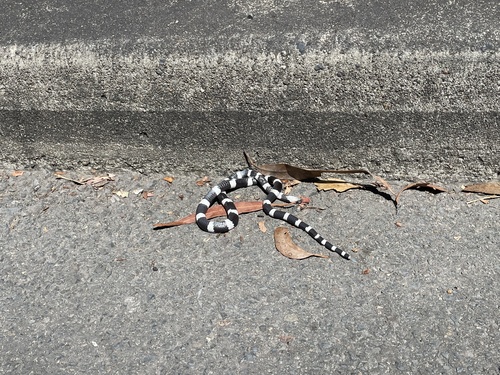 Eastern Bandy Bandy sighting