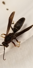 Polistes parametricus
