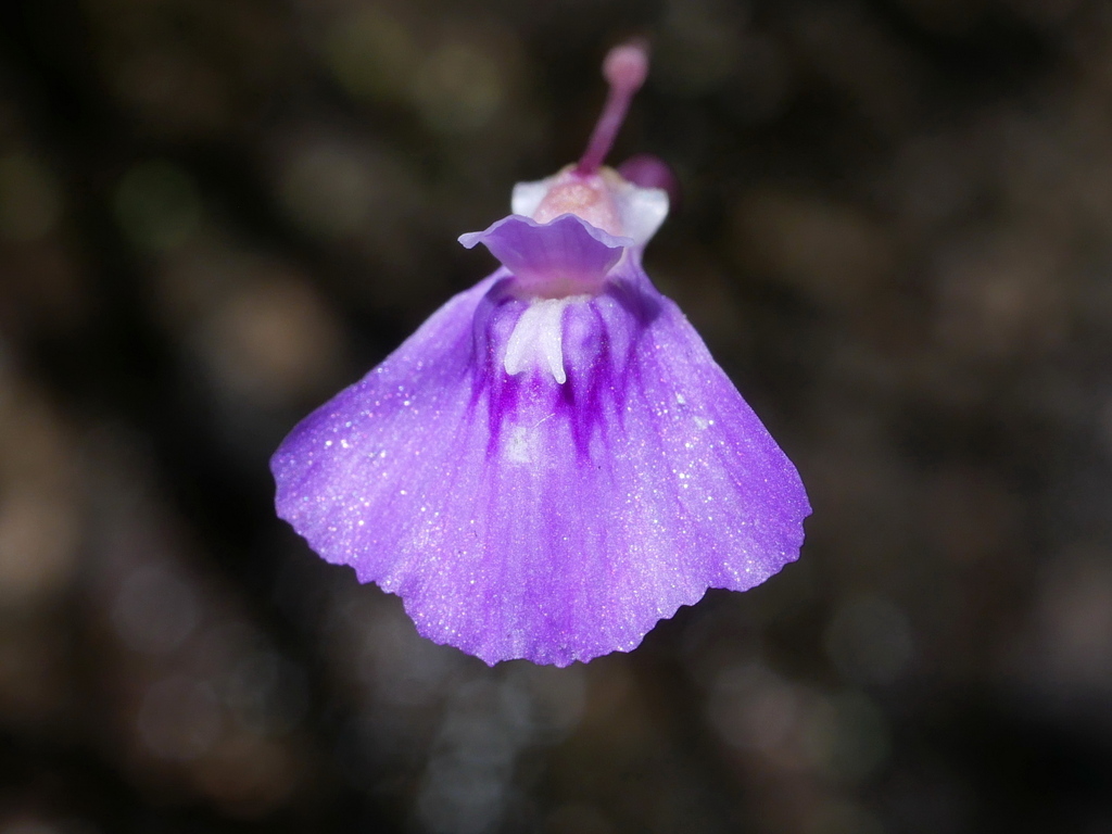 Utricularia bidentata