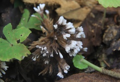 Thelephora anthocephala