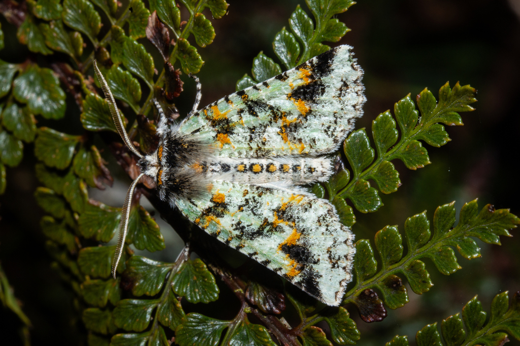Declana nigrosparsa